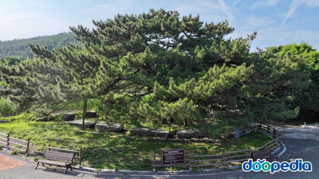 장흥 옥당리 효자송