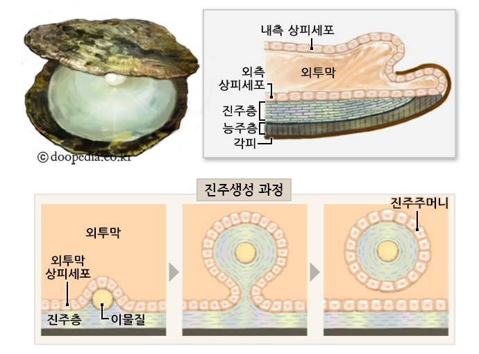 진주 본문 이미지 1