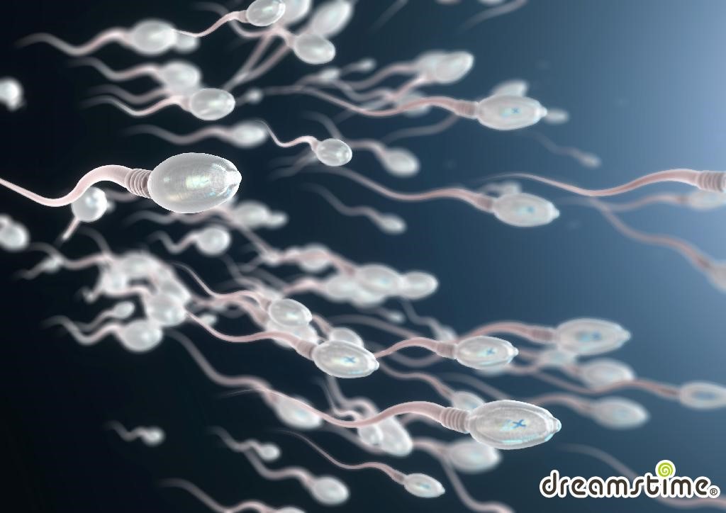 정자