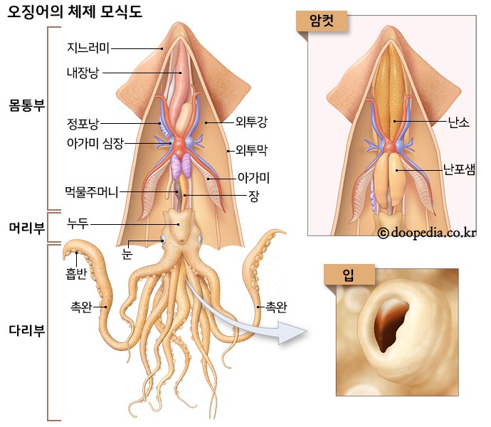오징어 본문 이미지 1