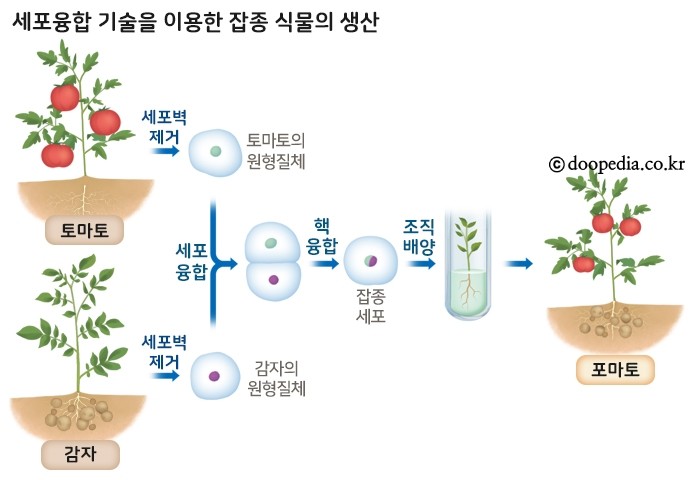 세포융합 - 세포융합 본문 이미지 1