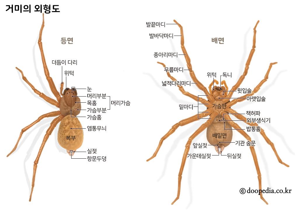 거미의 형태 - 거미의 외형도