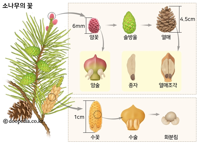 소나무 본문 이미지 1