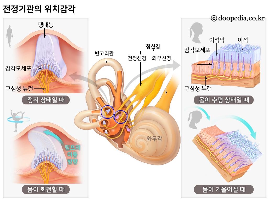 전정기관 - 전정기관의 위치감각