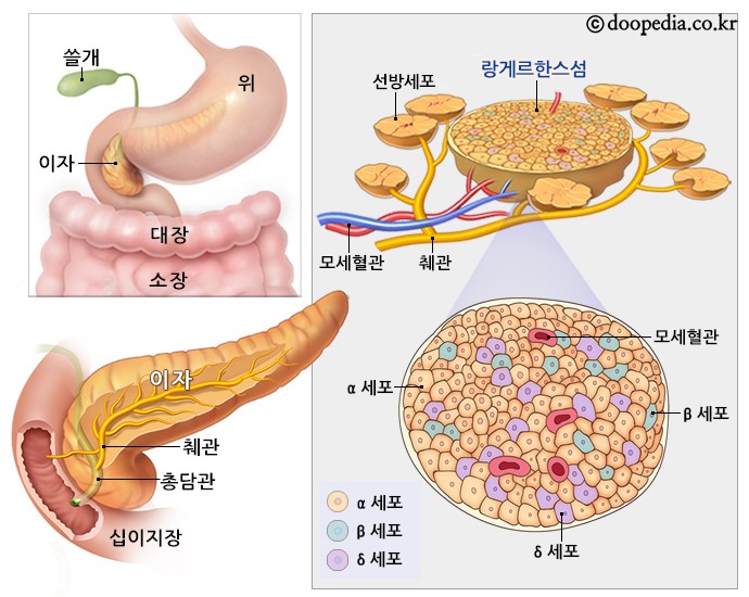 랑게르한스섬 본문 이미지 1