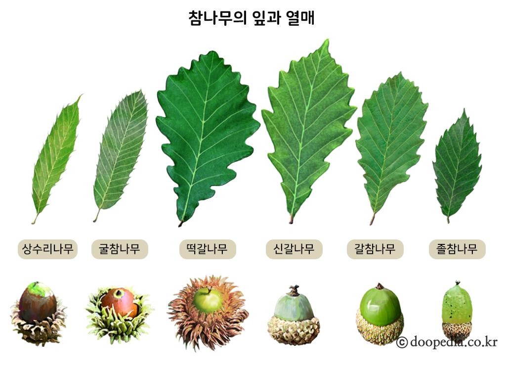 참나무 - 참나무의 잎과 열매