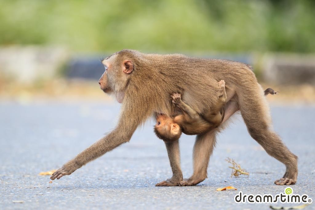 북부돼지꼬리마카크