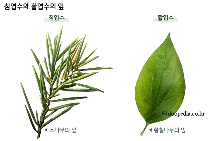 늘푸른나무 이미지