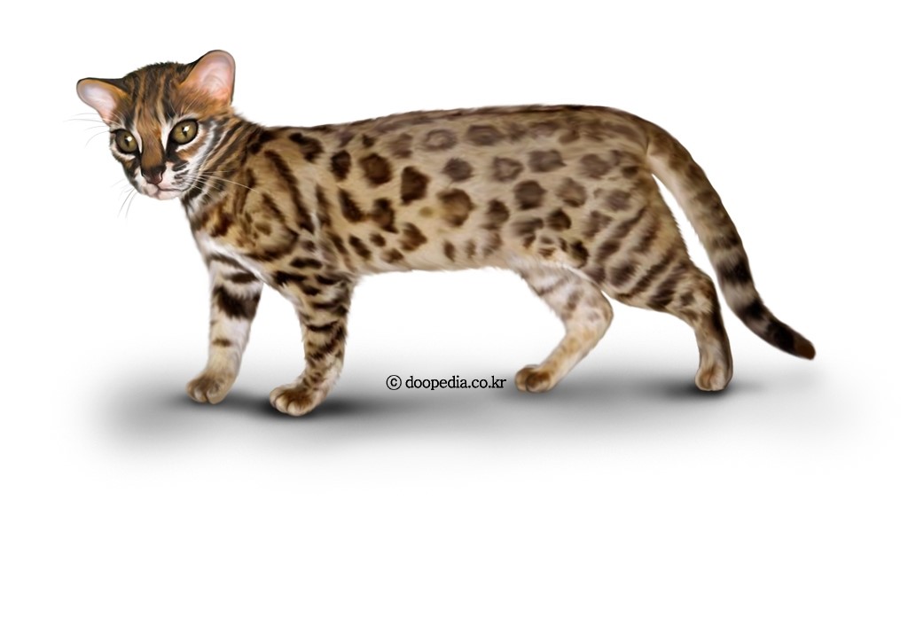 살쾡이 - 표범살쾡이(Felis bengalensis)