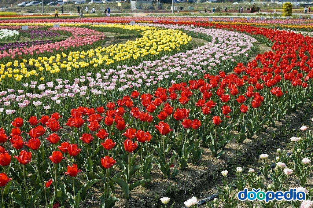 북면 - 창원 북면 튜립 꽃동산