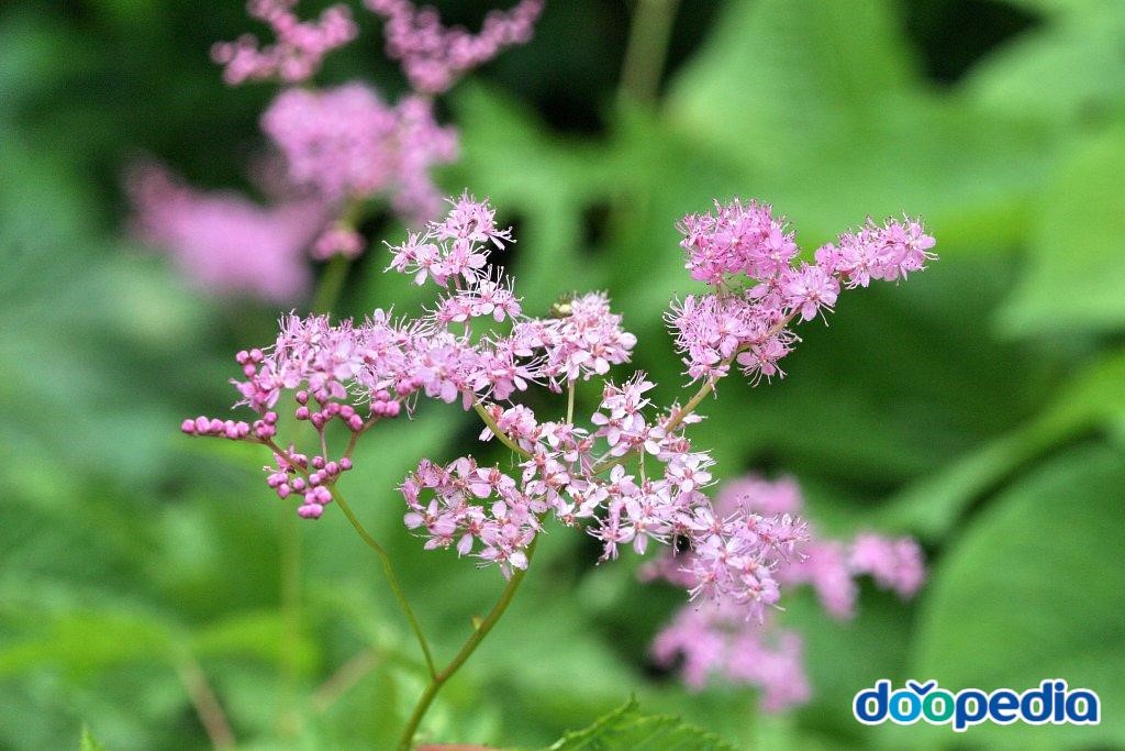 분홍터리풀 - 분홍터리풀 Filipendula purpurea