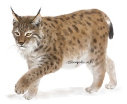 스라소니(Lynx lynx)
