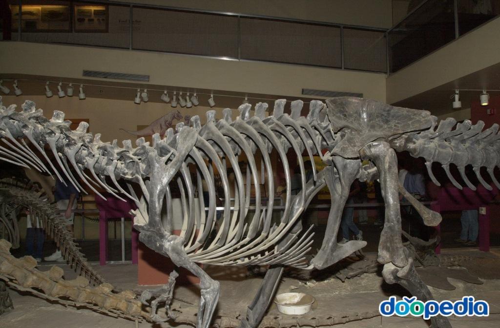 알로사우루스 - 알로사우루스의 갈비뼈