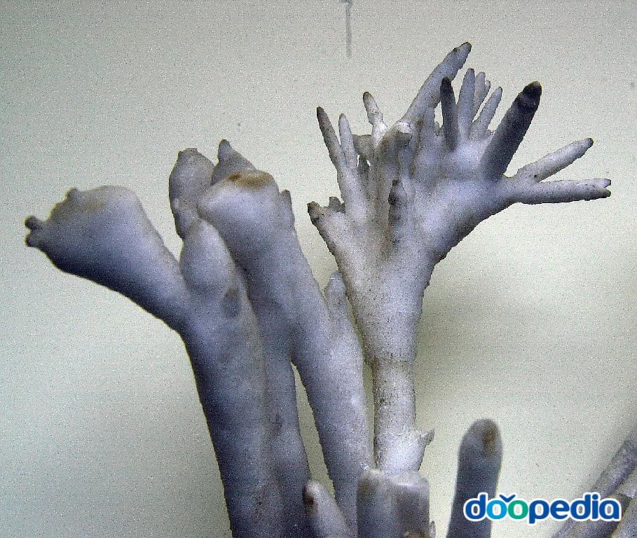 아라고나이트