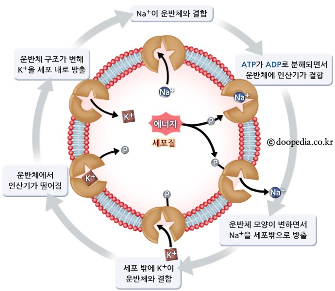 족욕힐링숲라파 이미지