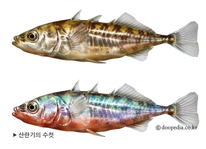 큰가시고기 - 큰가시고기 본문 이미지 1