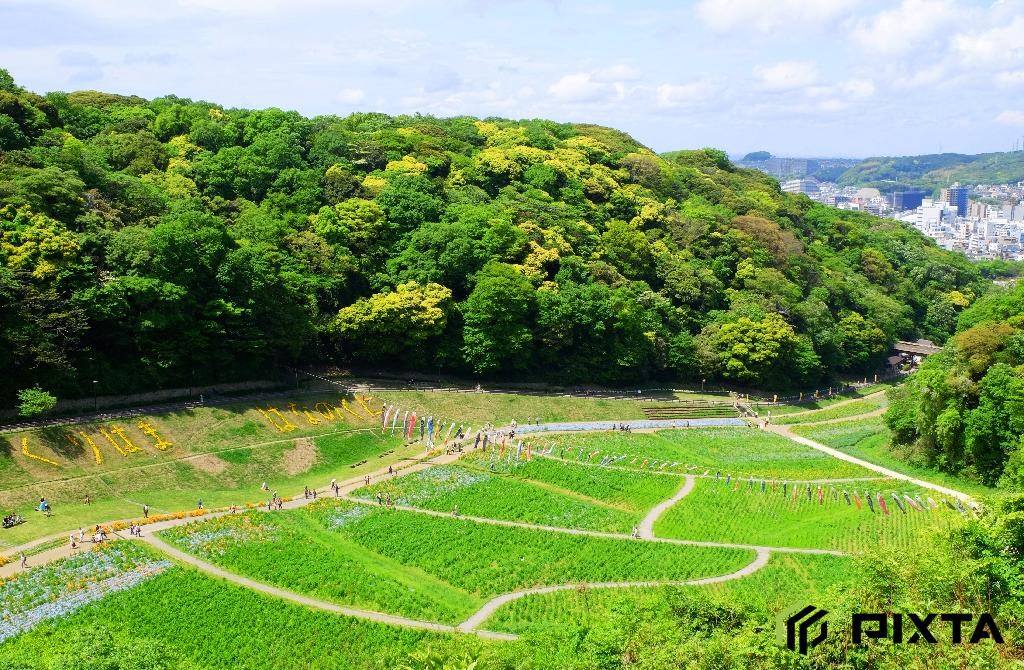 요코스카 시 - 구리하마 하나노쿠니