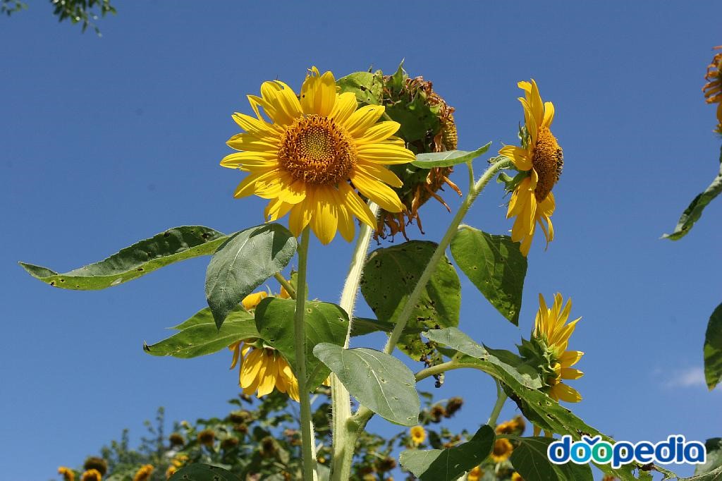 해바라기