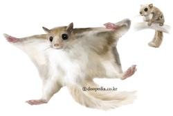 하늘다람쥐(Pteromys volans aluco)