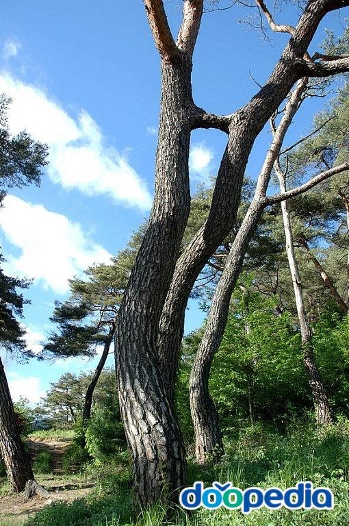 연리지 - 괴산 연리지