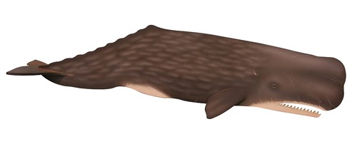 향유고래 이미지