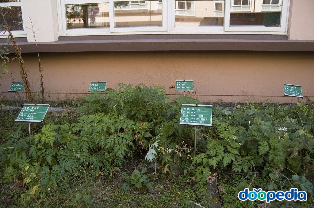 대구대명초등학교 - 대구대명초등학교 식물원