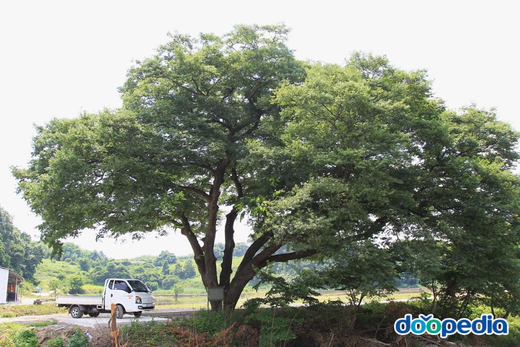 나산면 - 덕림리 느티나무