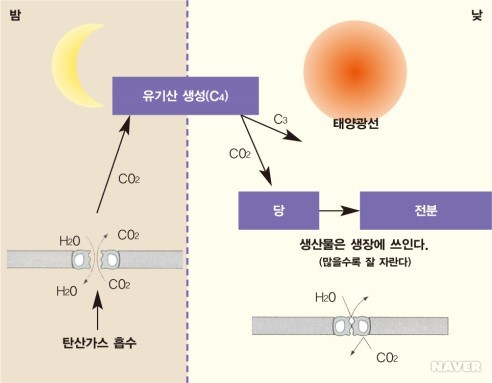 [그림Ⅰ-21] CAM식물의 광합성대사