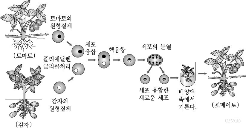 생명 공학 기술 - 세포 융합으로 만들어진 포메이토