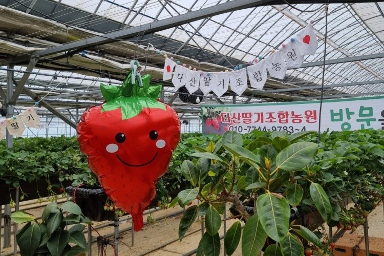 다산딸기조합농원