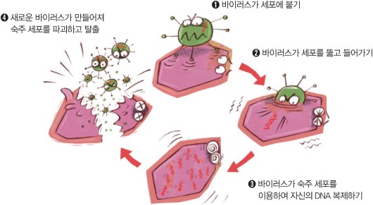 세균과 바이러스는 어떻게 다른가요? 본문 이미지 2