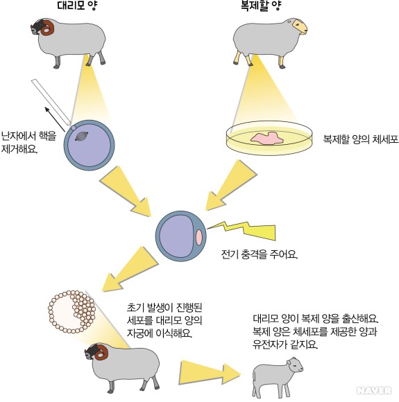 복제 양 돌리의 탄생 과정