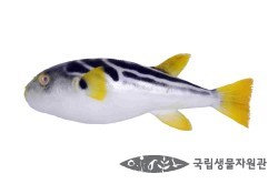 복어나라 이미지