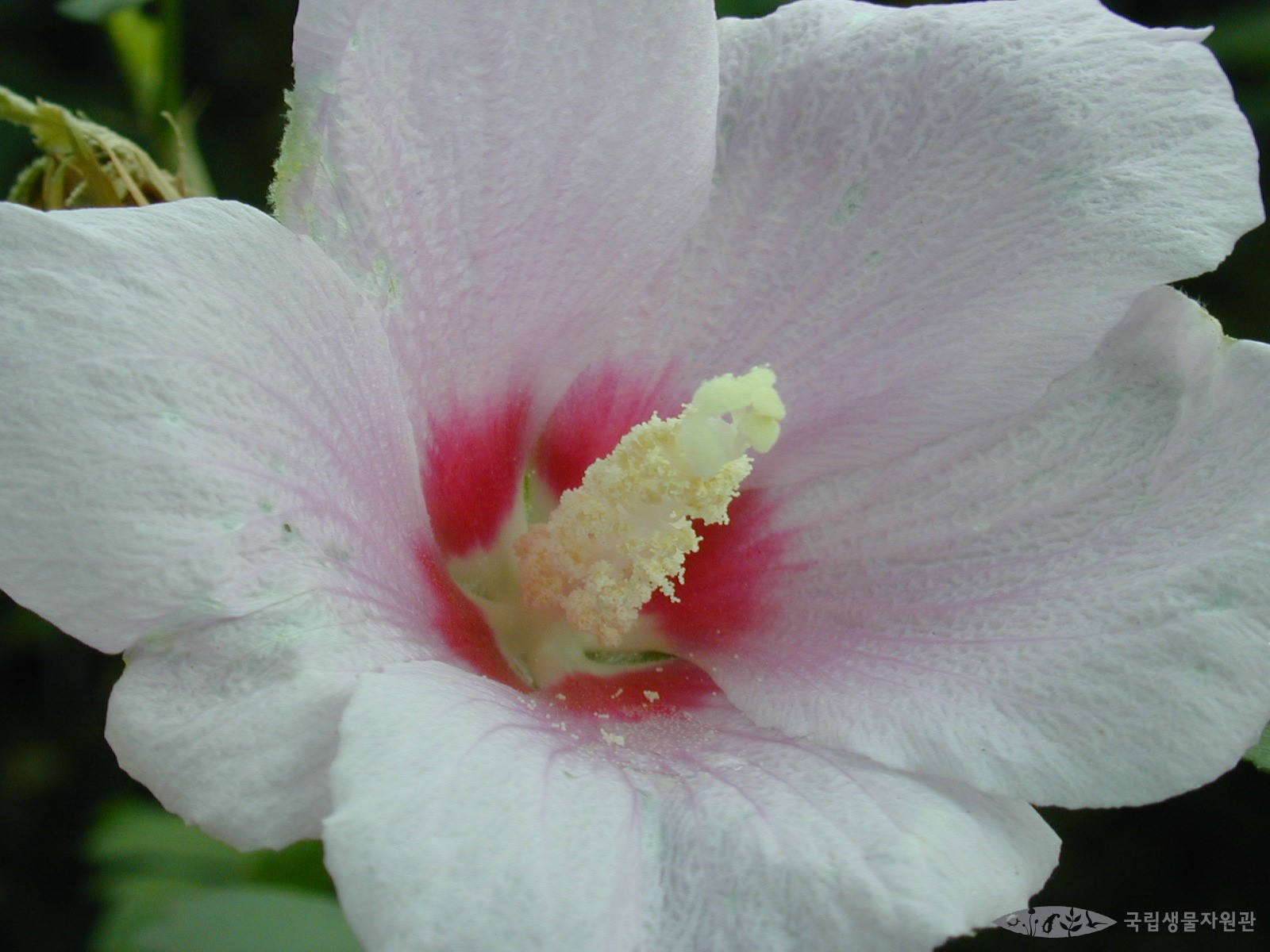 무ê¶í™” - <I>Hibiscus syriacus</I> L.