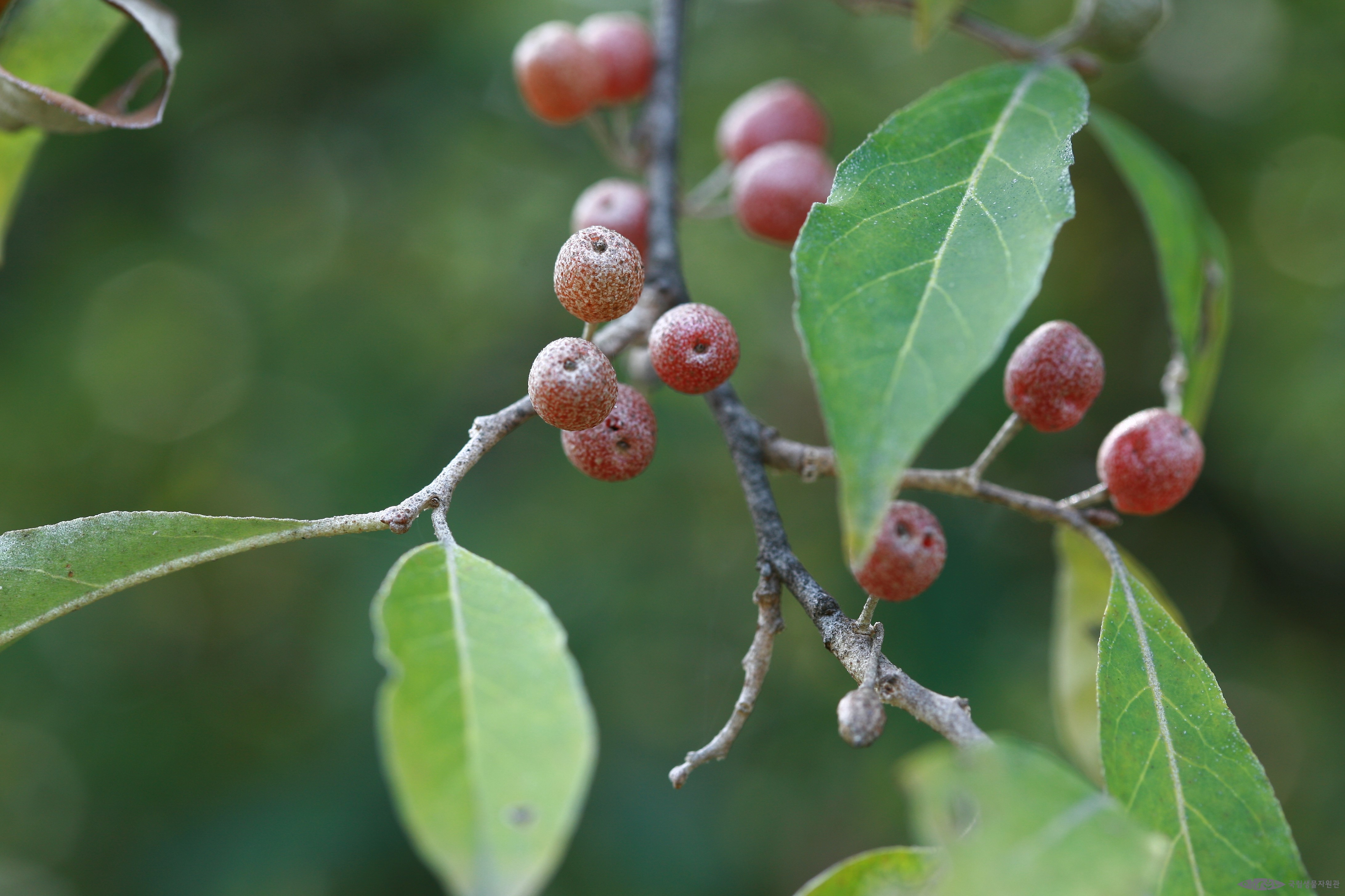 보리수나무 - <I>Elaeagnus umbellata</I> Thunb.