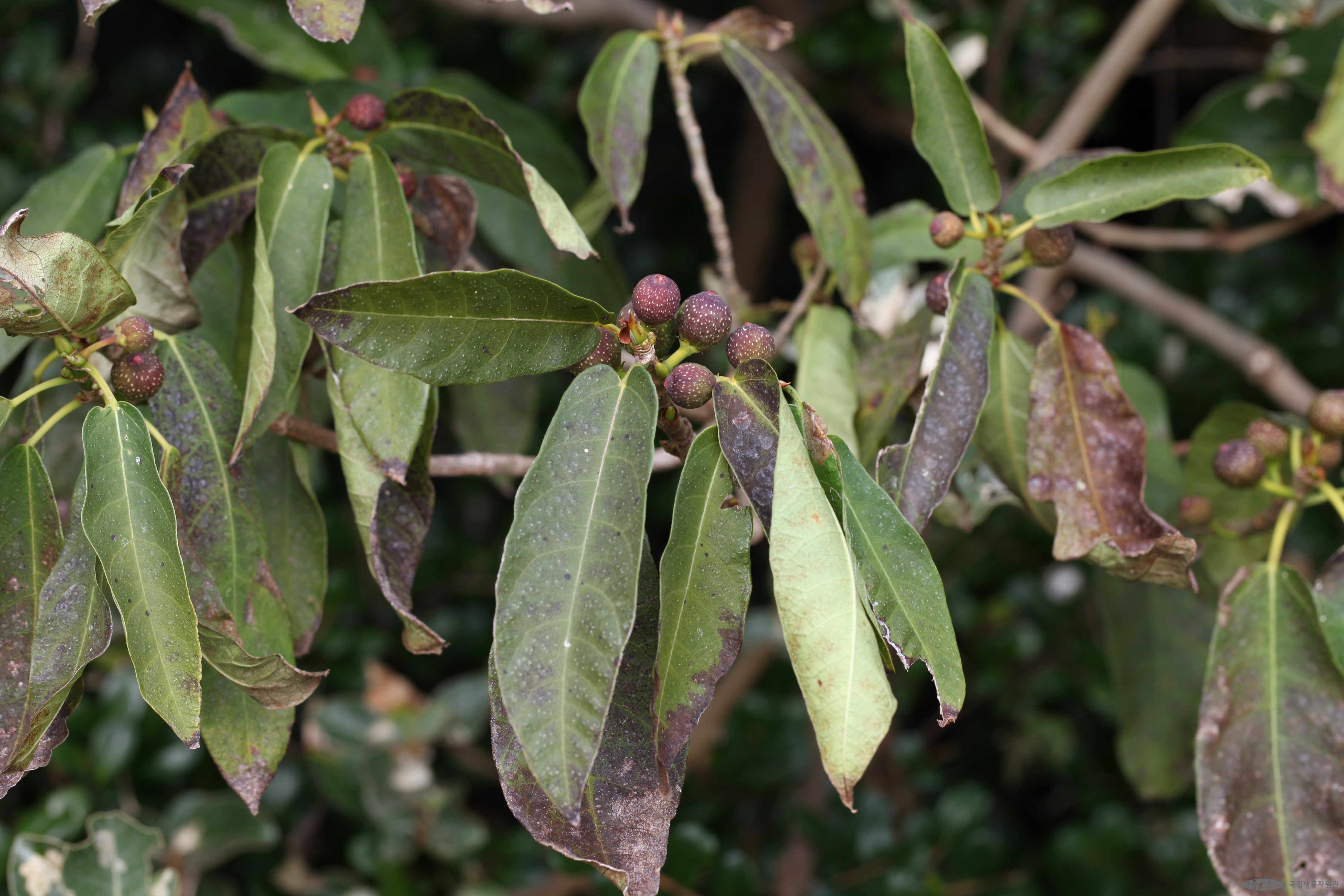 좁은잎천선과나무 - 좁은잎천선과나무 - Ficus erecta Thunb. var. sieboldii (Miq.) King
