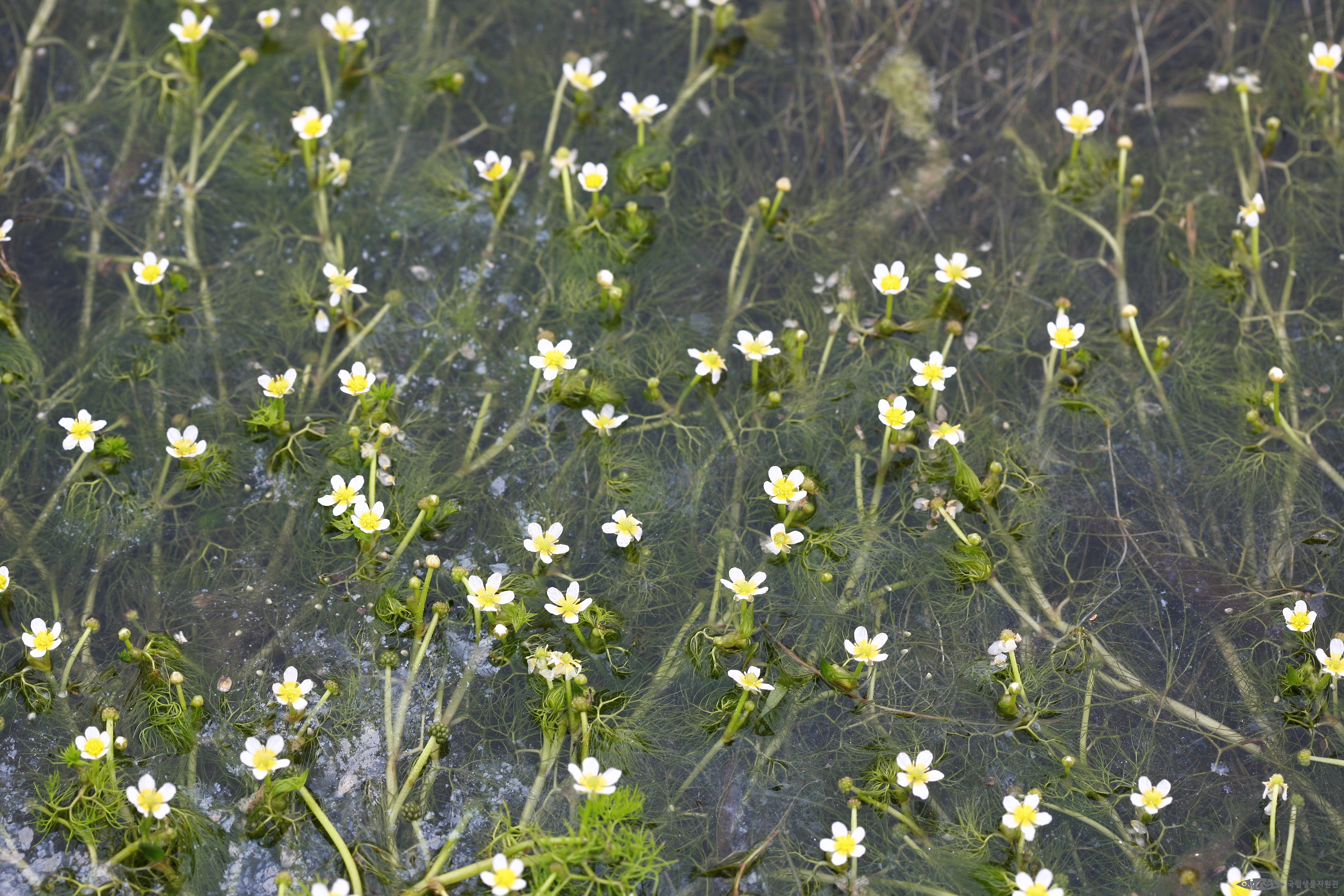 매화마름 - 매화마름 - Ranunculus trichophyllus Chaix var. kadzusensis (Makino) Wiegleb