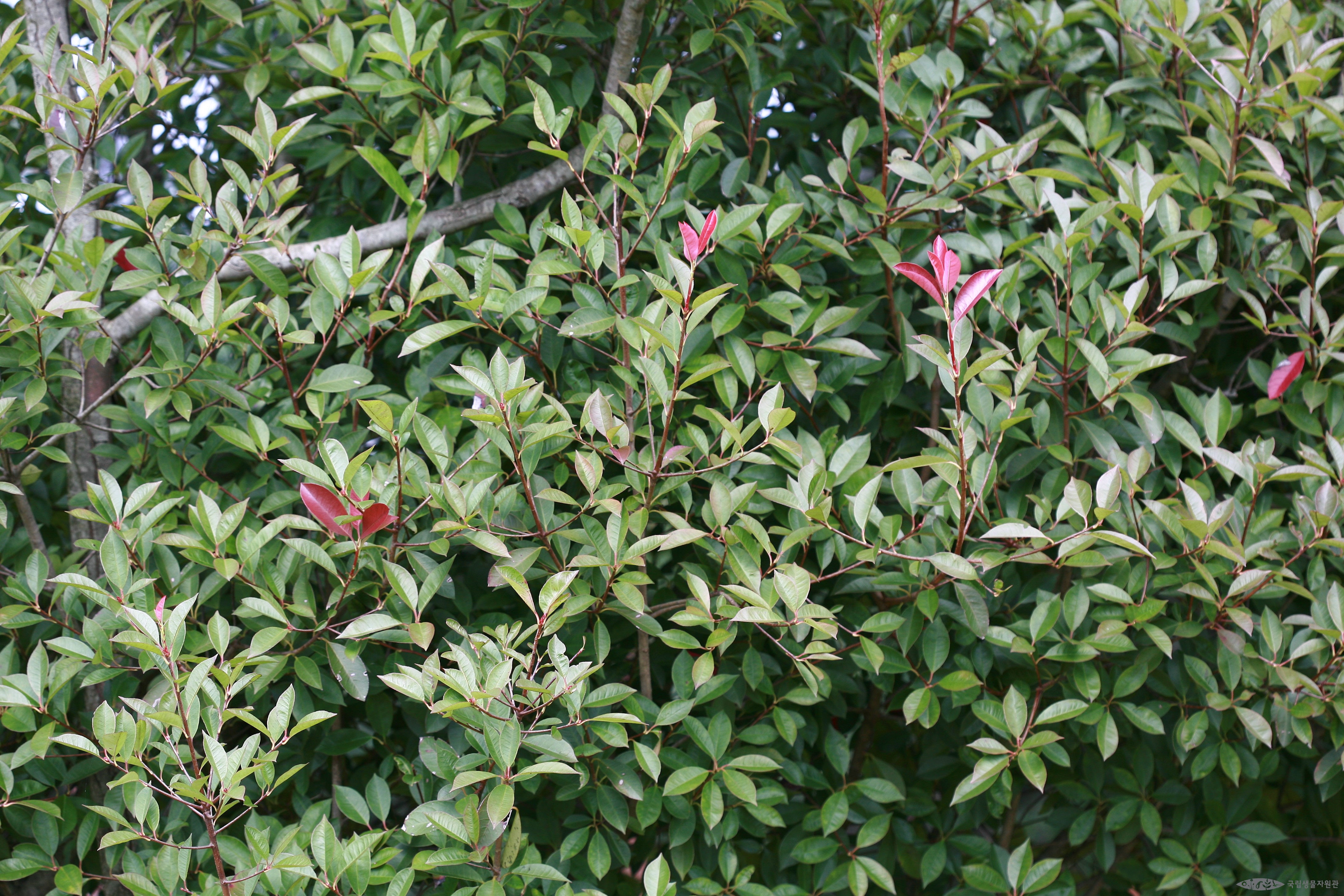 홍가시나무 - <I>Photinia glabra</I> (Thunb.) Maxim.