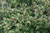 홍가시나무 - <I>Photinia glabra</I> (Thunb.) Maxim.