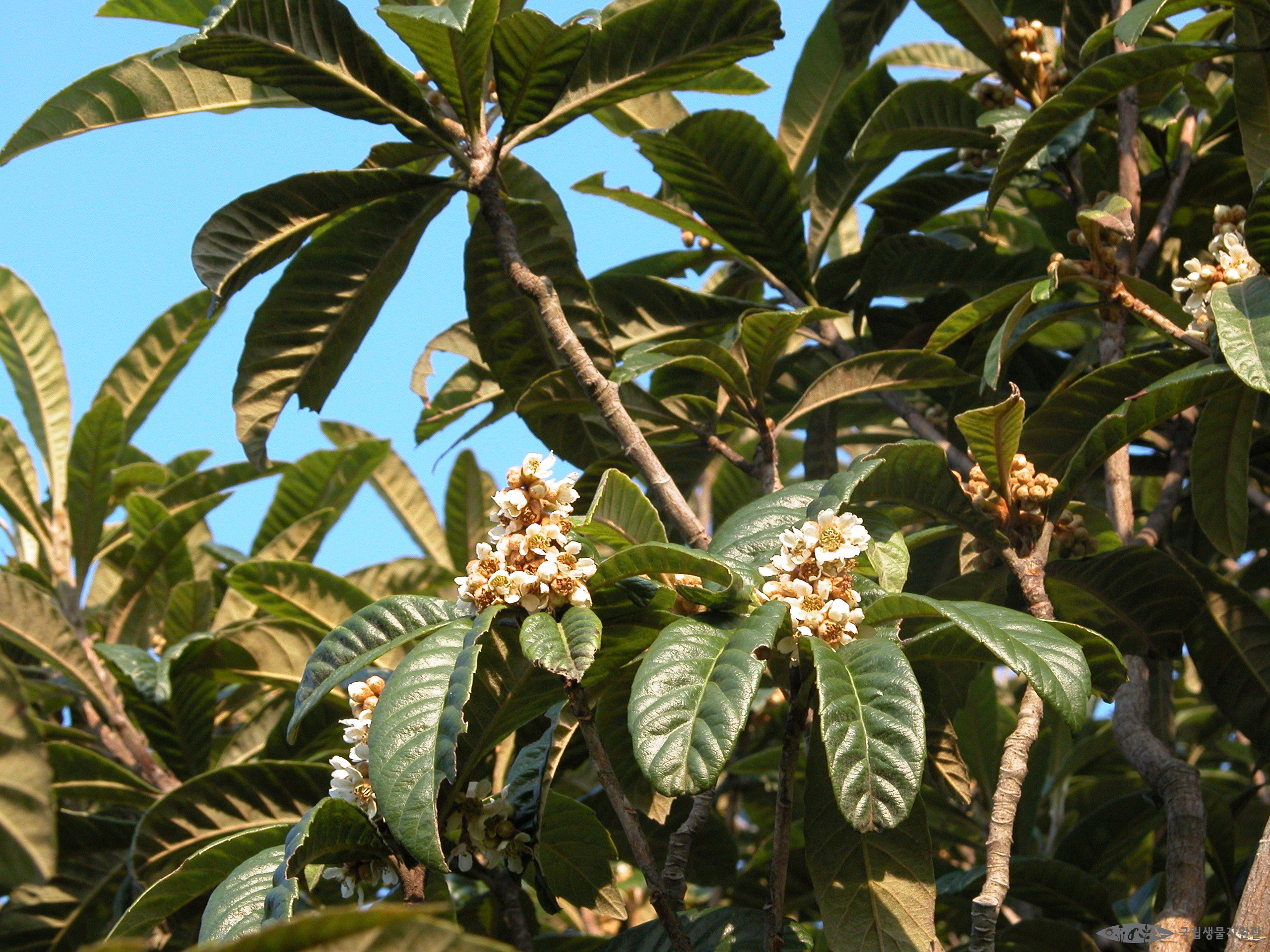 비파나무 - <I>Eriobotrya japonica</I> (Thunb.) Lindl.