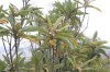 비파나무 - <I>Eriobotrya japonica</I> (Thunb.) Lindl.