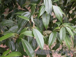 육계나무 - Cinnamomum loureirii Nees