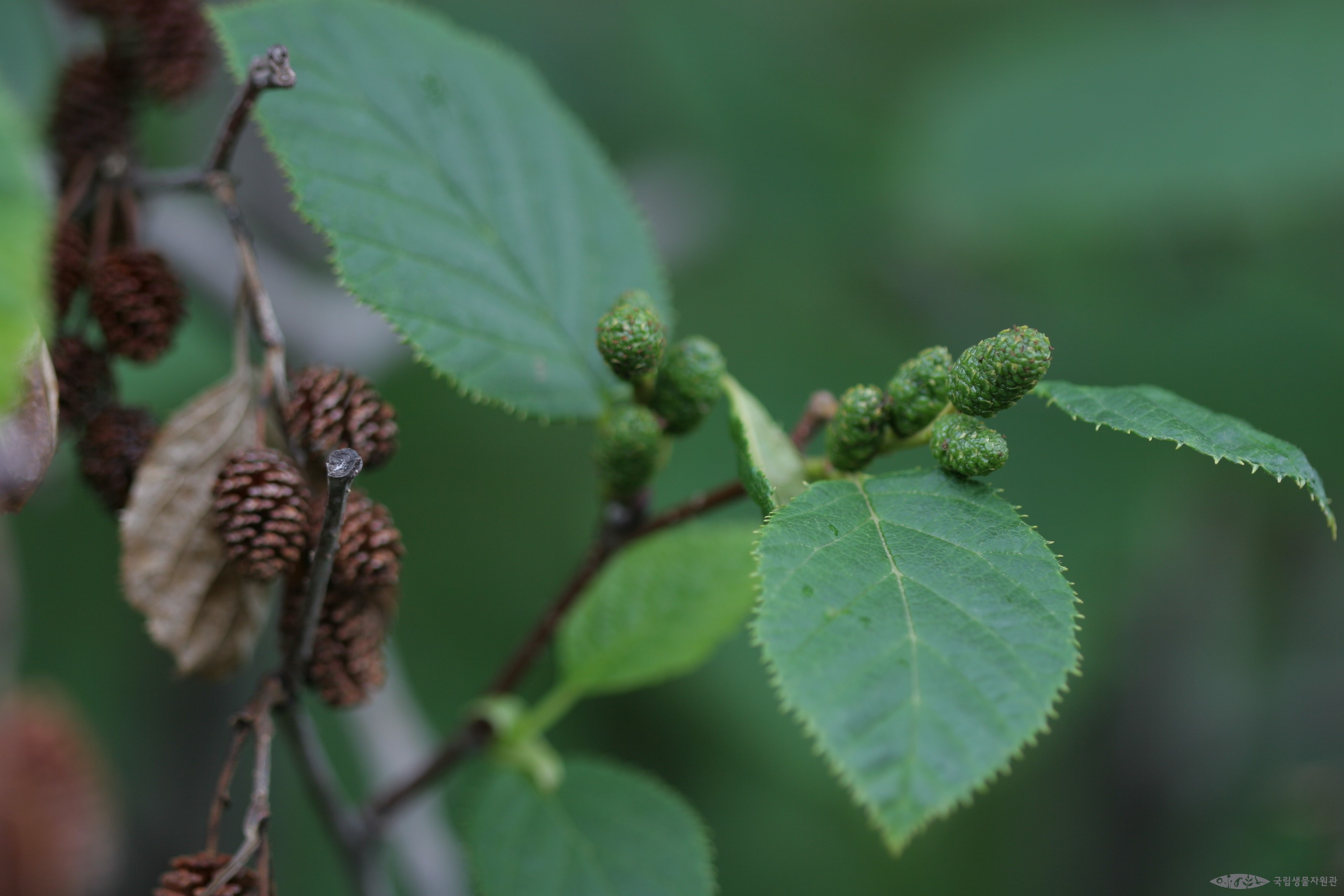 덤불오리나무 - 덤불오리나무 - Alnus mandshurica (Callier ex C. K. Schneid.) Hand.-Mazz.