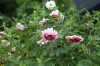다알리아 - <I>Dahlia pinnata</I> Cav.