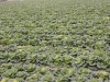 배추 - <I>Brassica rapa</I> L. var. <I>glabra</I> Regel