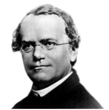 그레고어 요한 멘델(Gregor Johann Mendel, 1822~1884)