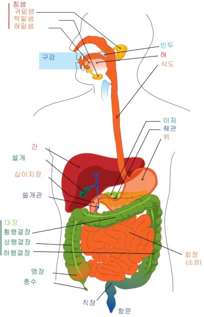 대장(결장/직장/맹장)에서 발병하는 질병과 보상대상 보험특약 : 네이버 블로그