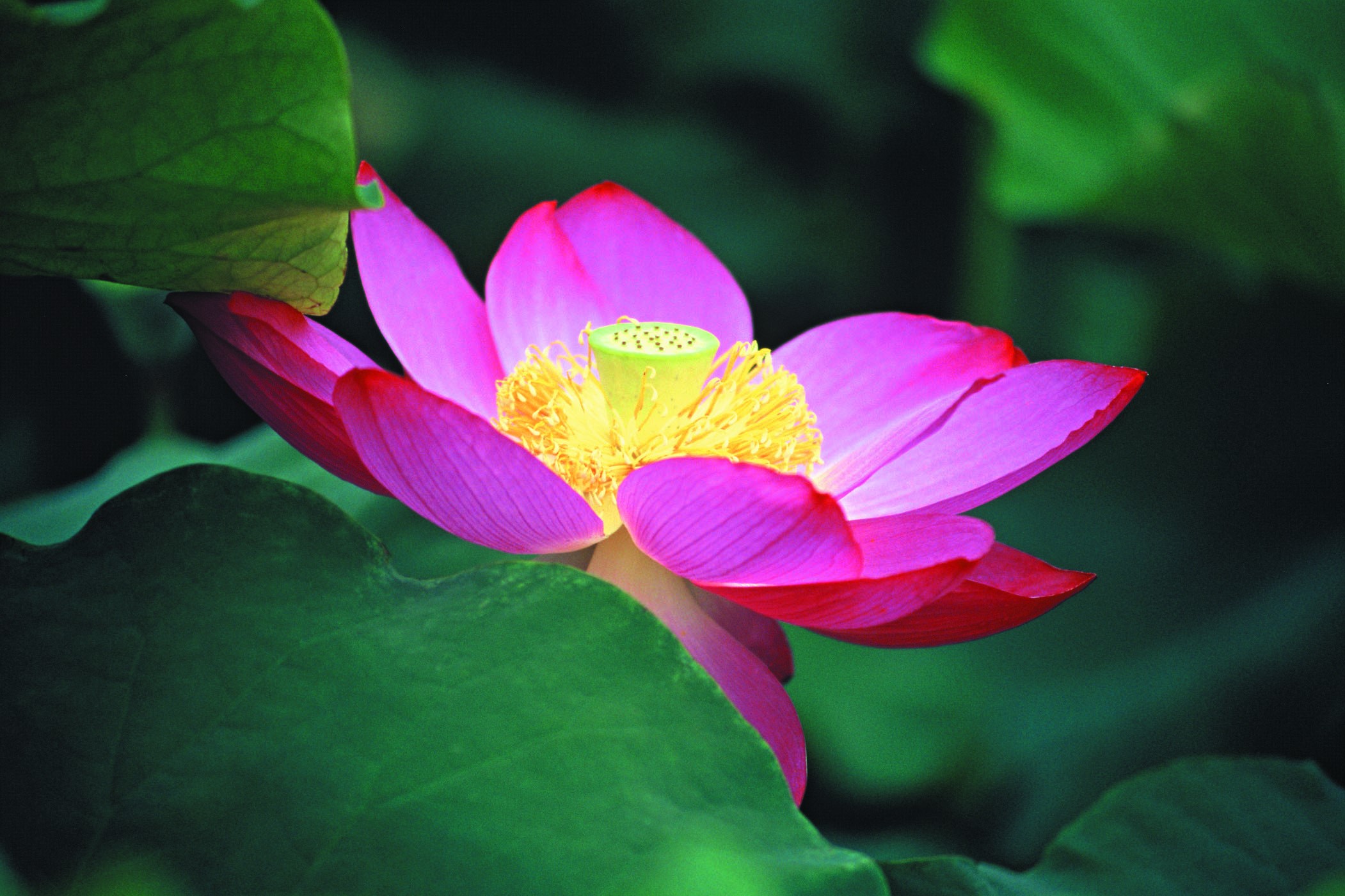 花 - 이기선