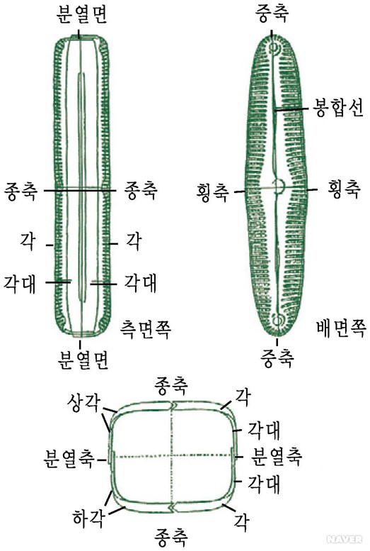 규조류 - 규조류(빗살돌말속의 1종 Pinnularia viridis)