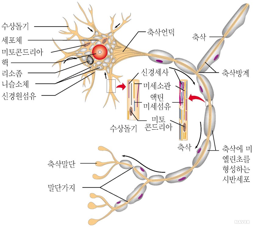 뉴런이동 - 운동 뉴런의 구조